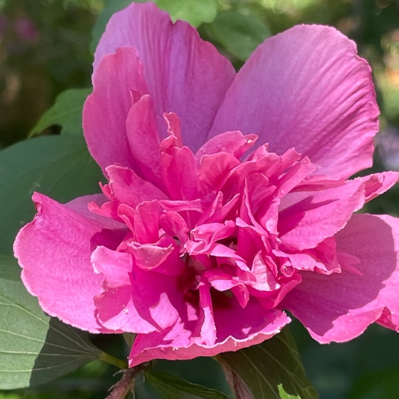 Meet your Posher, Lexi - Picture 1 of 1